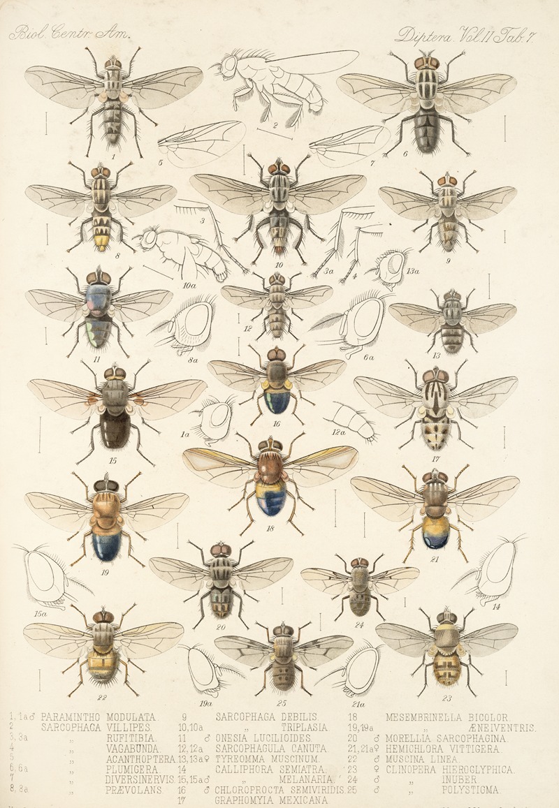 Frederick DuCane Godman - Insecta Diptera Pl 15