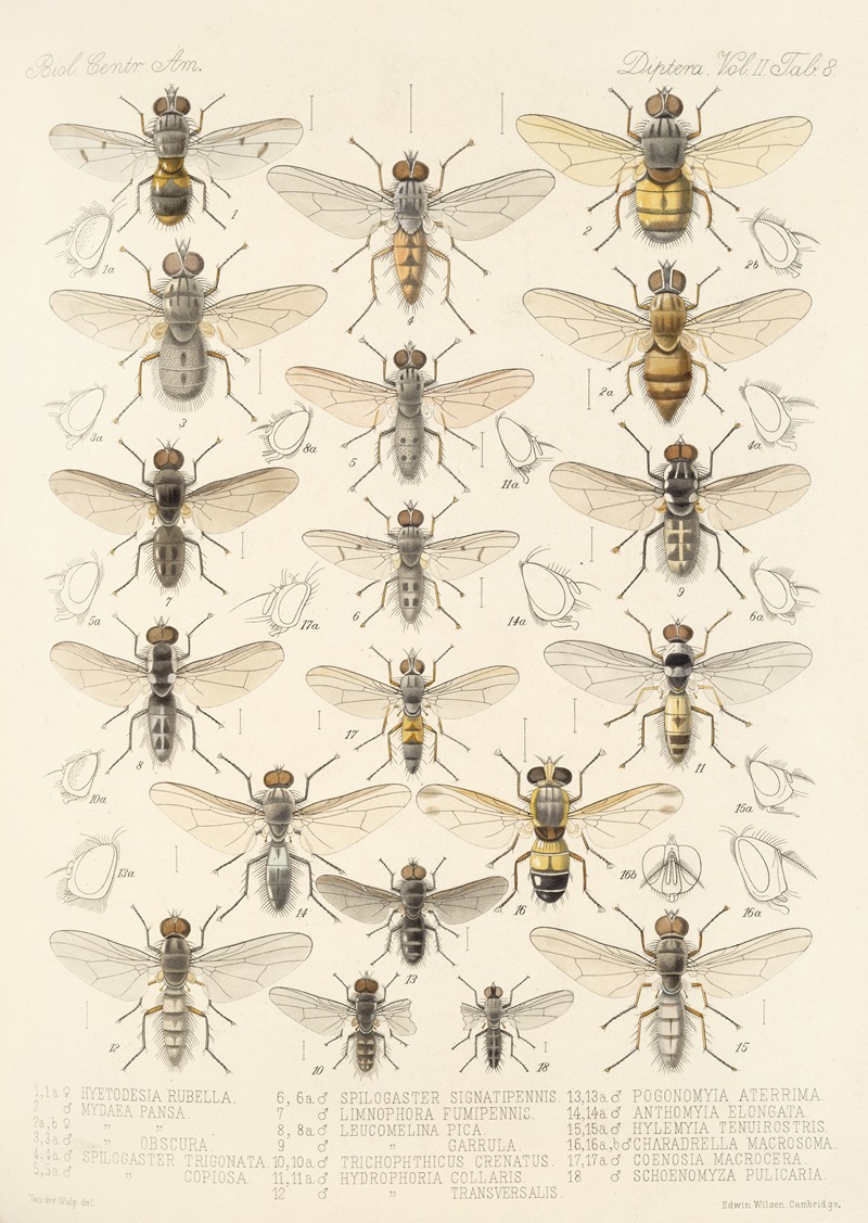 Frederick DuCane Godman - Insecta Diptera Pl 16