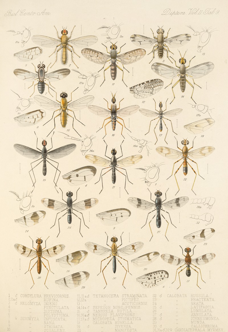 Frederick DuCane Godman - Insecta Diptera Pl 17