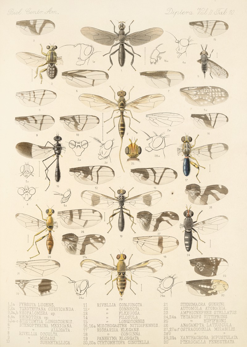 Frederick DuCane Godman - Insecta Diptera Pl 18