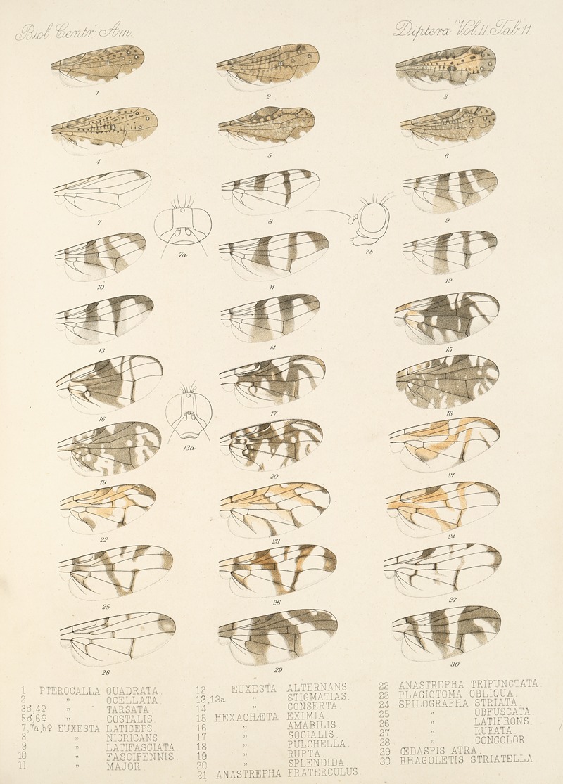 Frederick DuCane Godman - Insecta Diptera Pl 19
