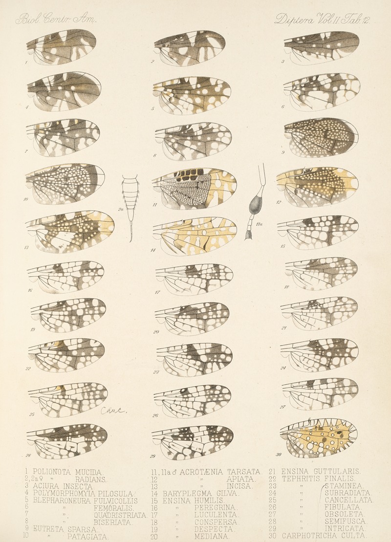 Frederick DuCane Godman - Insecta Diptera Pl 20