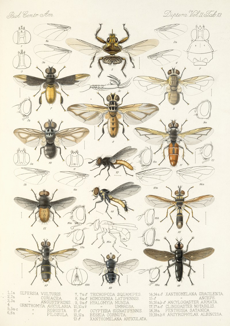 Frederick DuCane Godman - Insecta Diptera Pl 21