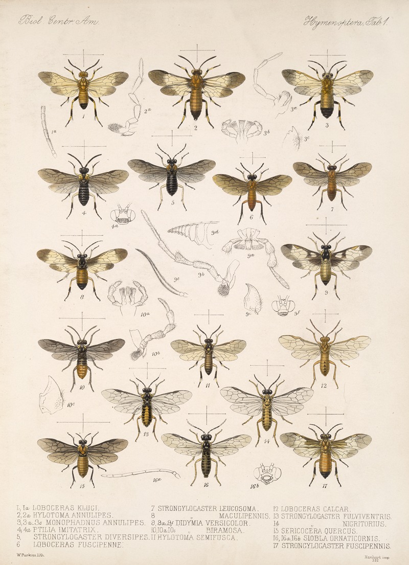 Frederick DuCane Godman - Insecta Hymenoptera Pl 01