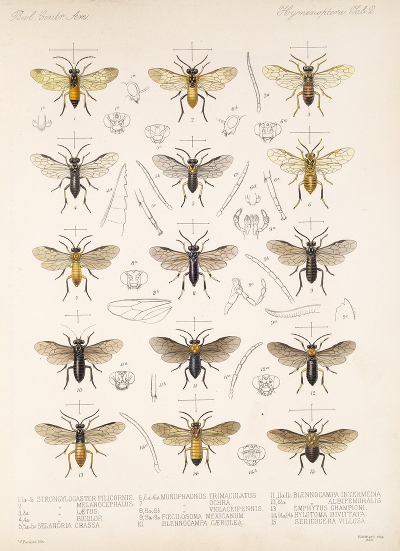 Frederick DuCane Godman - Insecta Hymenoptera Pl 02