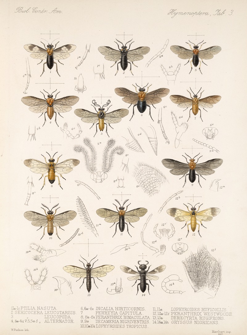 Frederick DuCane Godman - Insecta Hymenoptera Pl 03