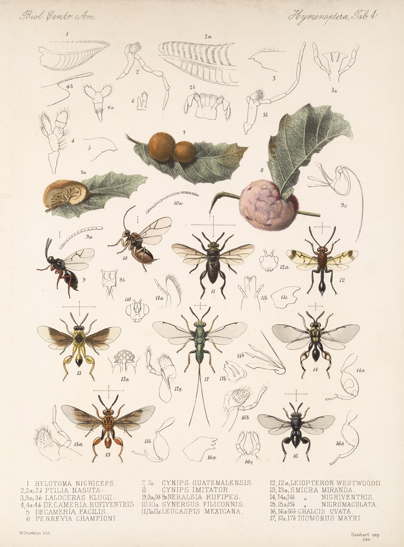Frederick DuCane Godman - Insecta Hymenoptera Pl 04