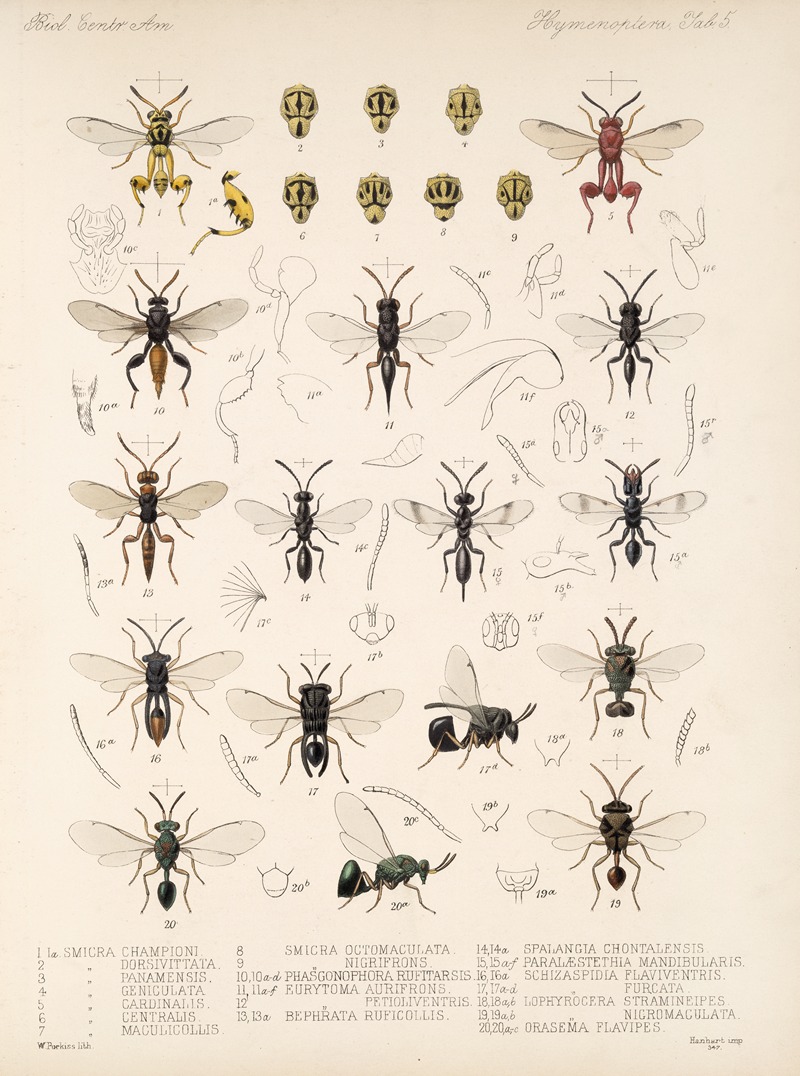Frederick DuCane Godman - Insecta Hymenoptera Pl 05