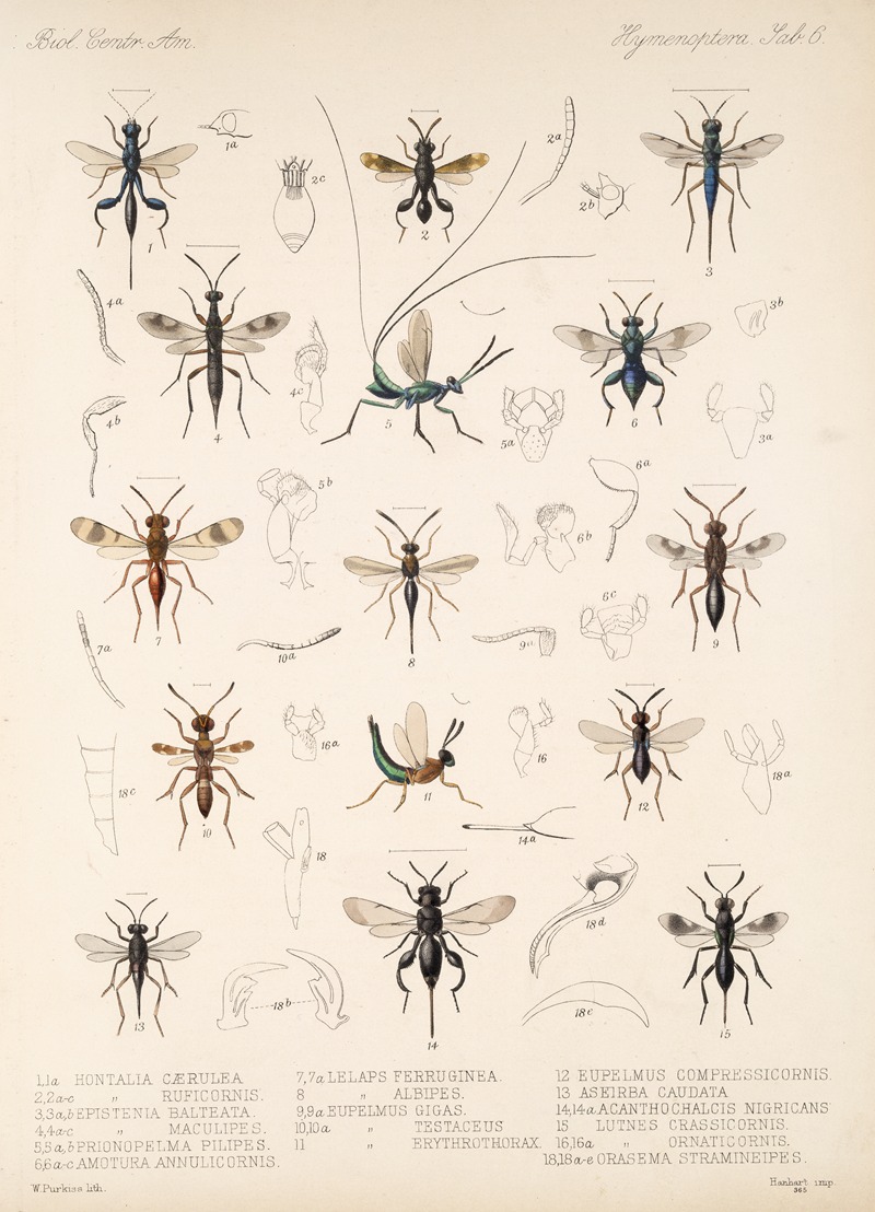 Frederick DuCane Godman - Insecta Hymenoptera Pl 06