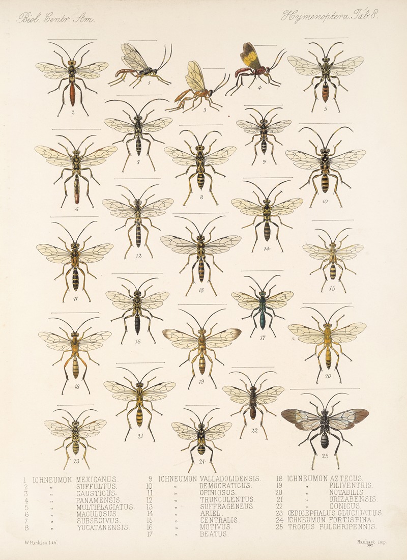 Frederick DuCane Godman - Insecta Hymenoptera Pl 08