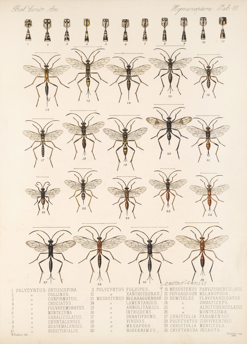 Frederick DuCane Godman - Insecta Hymenoptera Pl 10