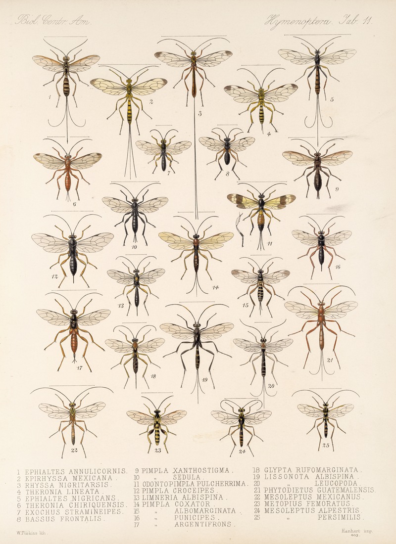 Frederick DuCane Godman - Insecta Hymenoptera Pl 11