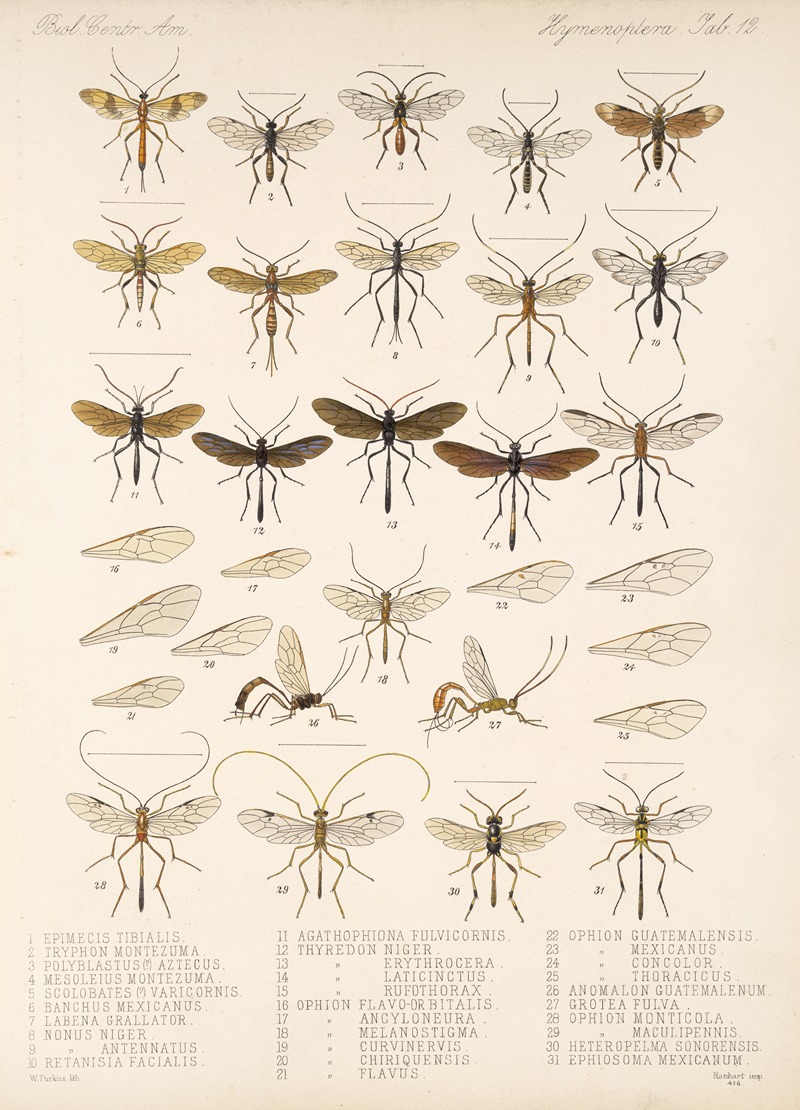 Frederick DuCane Godman - Insecta Hymenoptera Pl 12