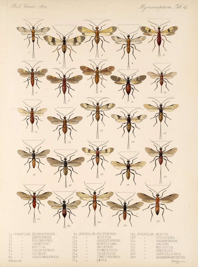 Frederick DuCane Godman - Insecta Hymenoptera Pl 14