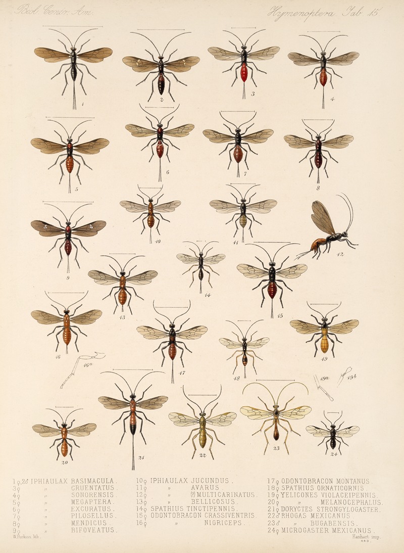 Frederick DuCane Godman - Insecta Hymenoptera Pl 15