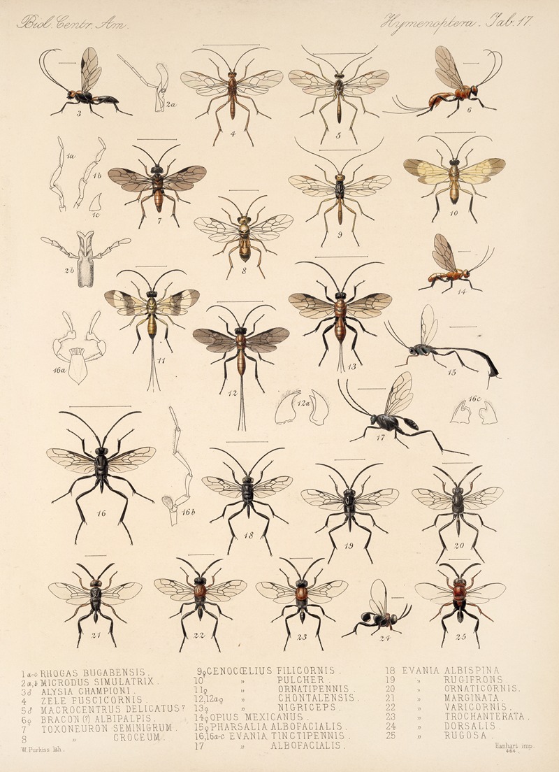 Frederick DuCane Godman - Insecta Hymenoptera Pl 17