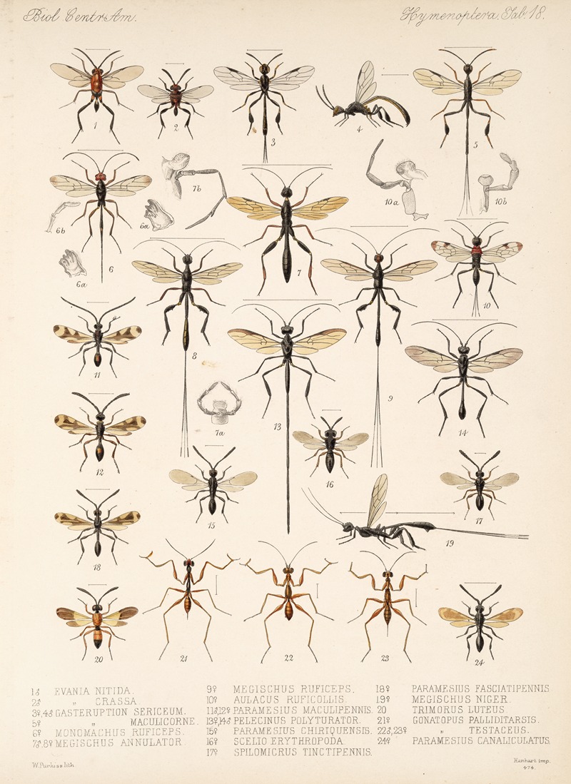 Frederick DuCane Godman - Insecta Hymenoptera Pl 18