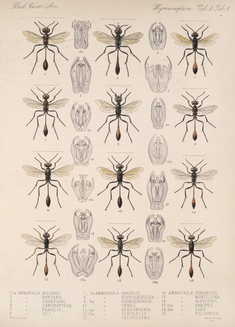 Frederick DuCane Godman - Insecta Hymenoptera Pl 21