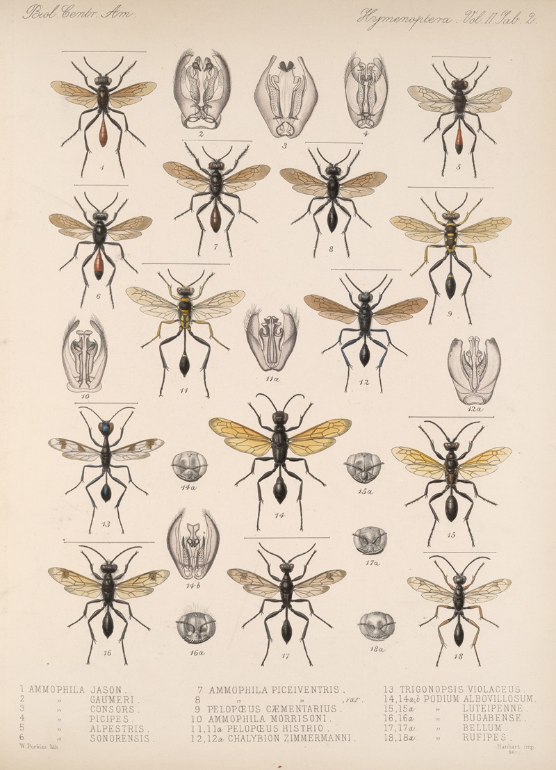 Frederick DuCane Godman - Insecta Hymenoptera Pl 22