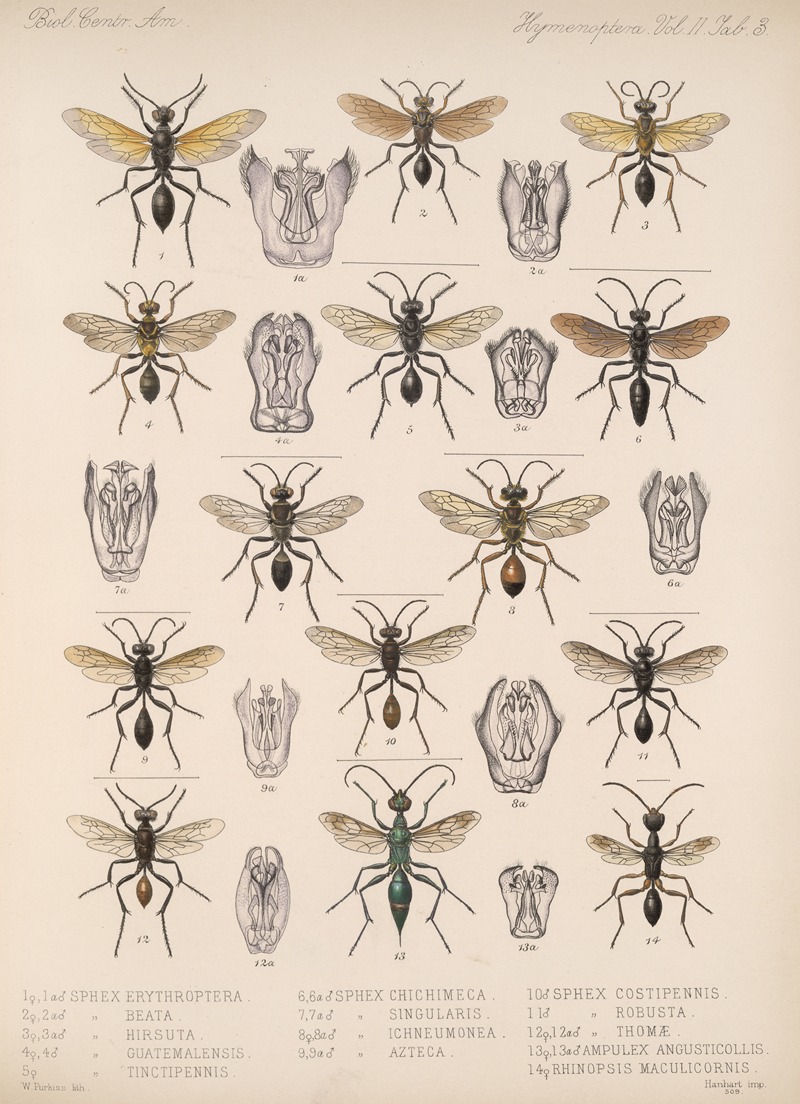 Frederick DuCane Godman - Insecta Hymenoptera Pl 23