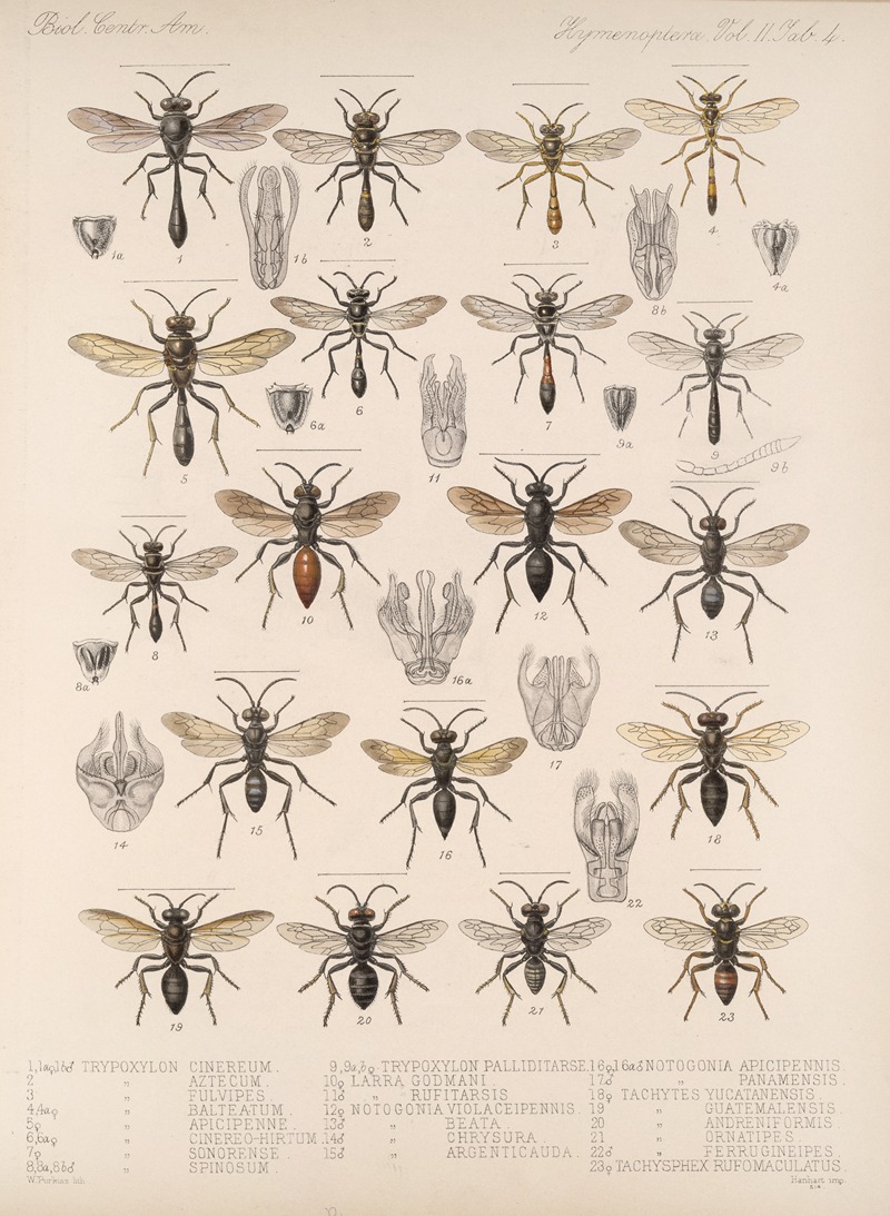 Frederick DuCane Godman - Insecta Hymenoptera Pl 24