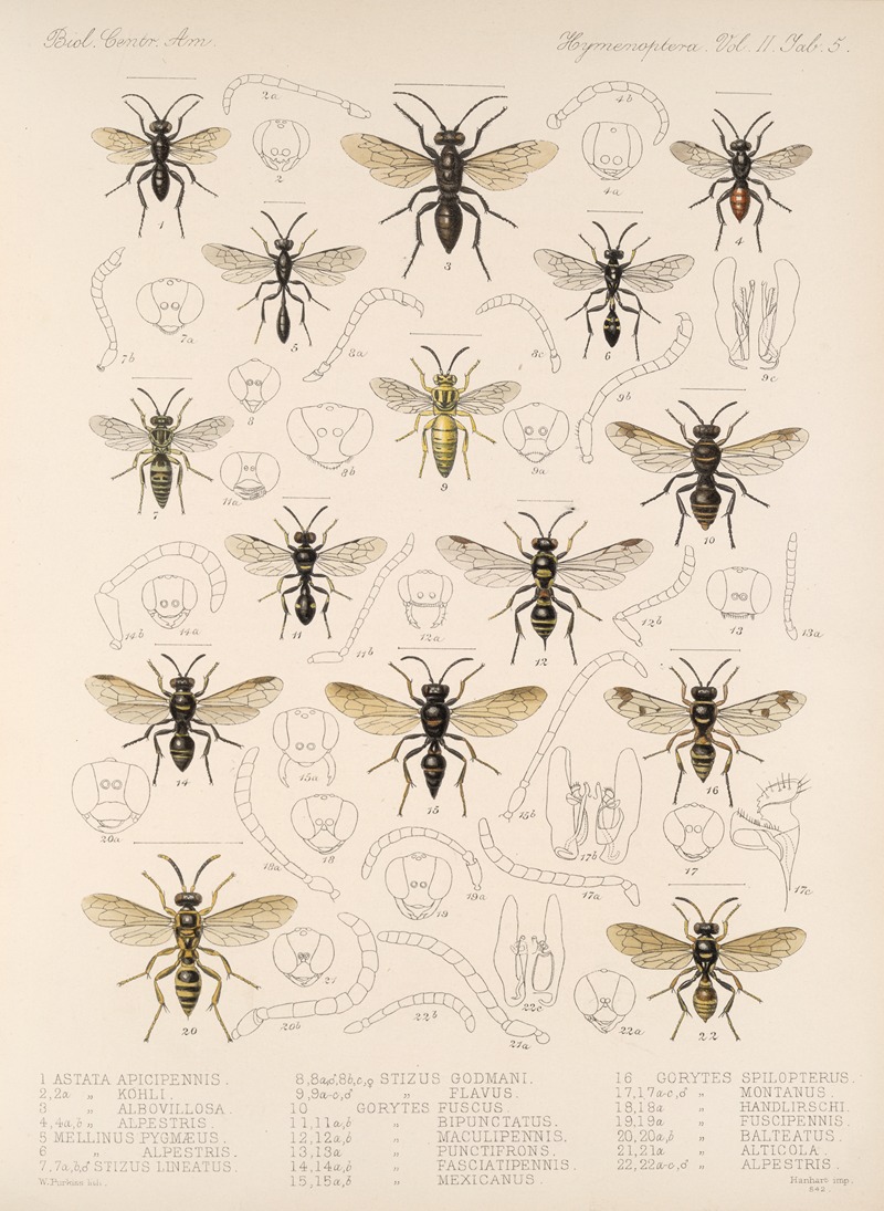 Frederick DuCane Godman - Insecta Hymenoptera Pl 25