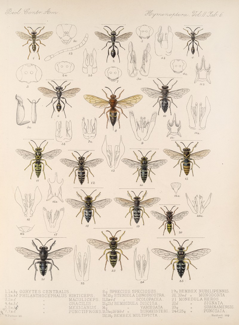 Frederick DuCane Godman - Insecta Hymenoptera Pl 26