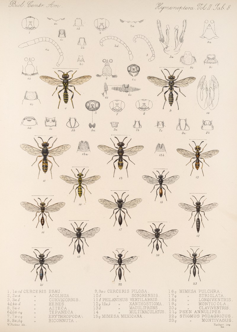 Frederick DuCane Godman - Insecta Hymenoptera Pl 28