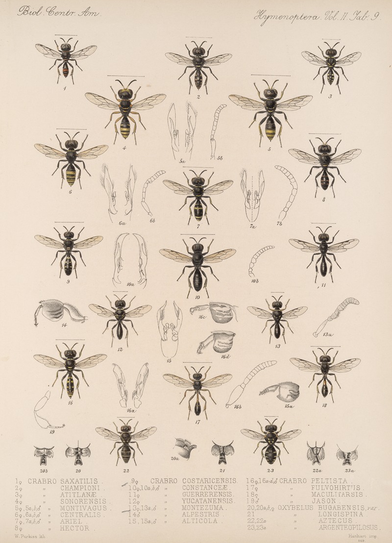 Frederick DuCane Godman - Insecta Hymenoptera Pl 29