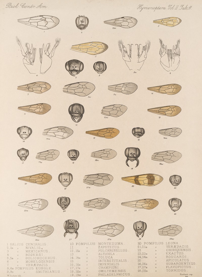Frederick DuCane Godman - Insecta Hymenoptera Pl 31