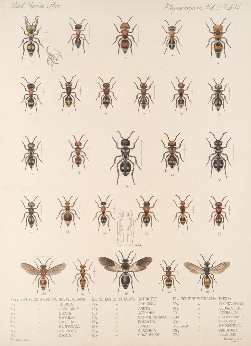 Frederick DuCane Godman - Insecta Hymenoptera Pl 34