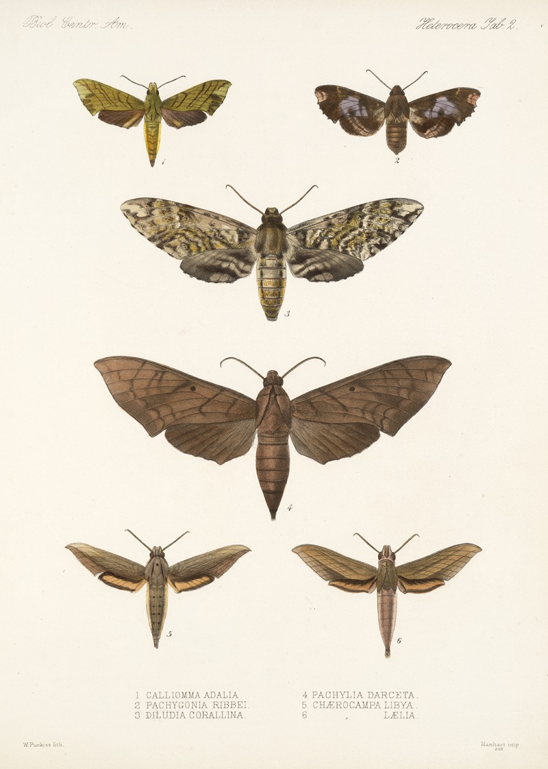 Frederick DuCane Godman - Insecta Lepidoptera-Heterocera Pl 002