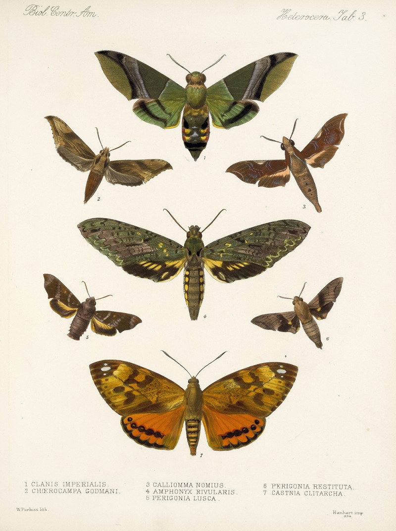 Frederick DuCane Godman - Insecta Lepidoptera-Heterocera Pl 003