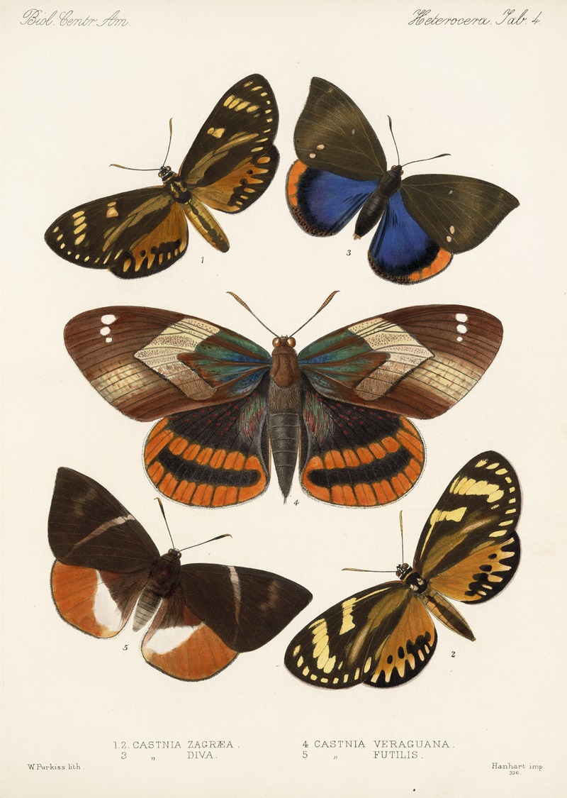 Frederick DuCane Godman - Insecta Lepidoptera-Heterocera Pl 004
