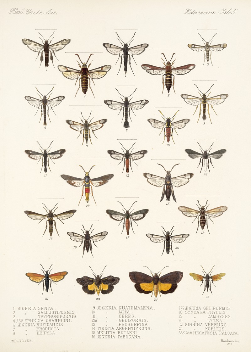 Frederick DuCane Godman - Insecta Lepidoptera-Heterocera Pl 005