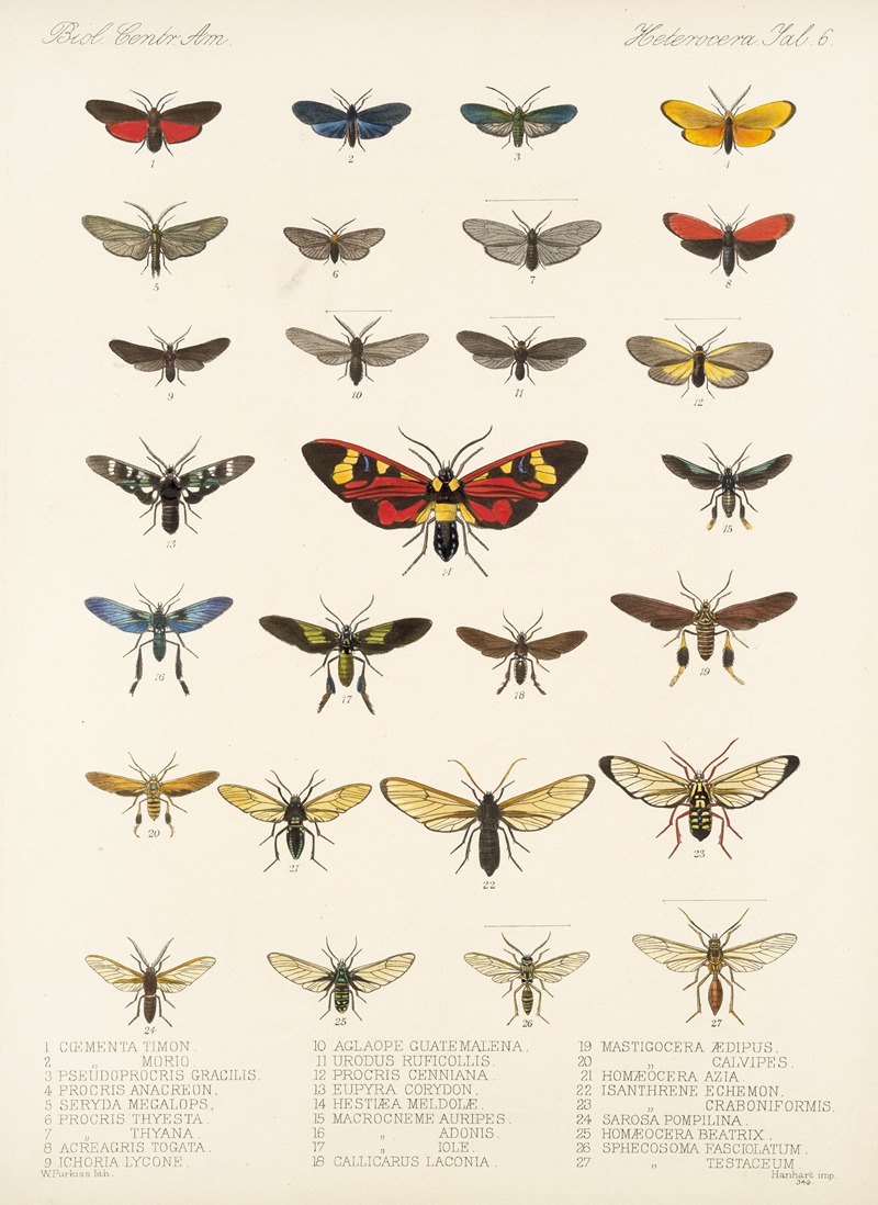 Frederick DuCane Godman - Insecta Lepidoptera-Heterocera Pl 006