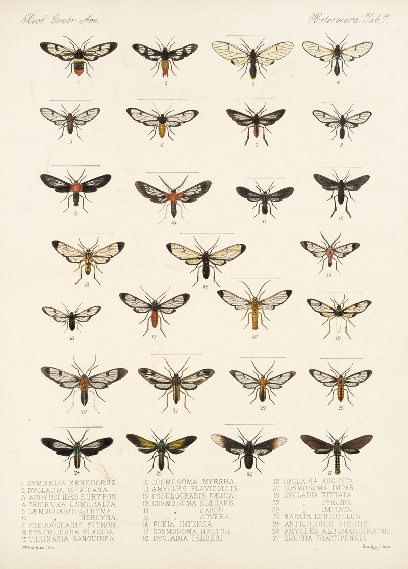 Frederick DuCane Godman - Insecta Lepidoptera-Heterocera Pl 007