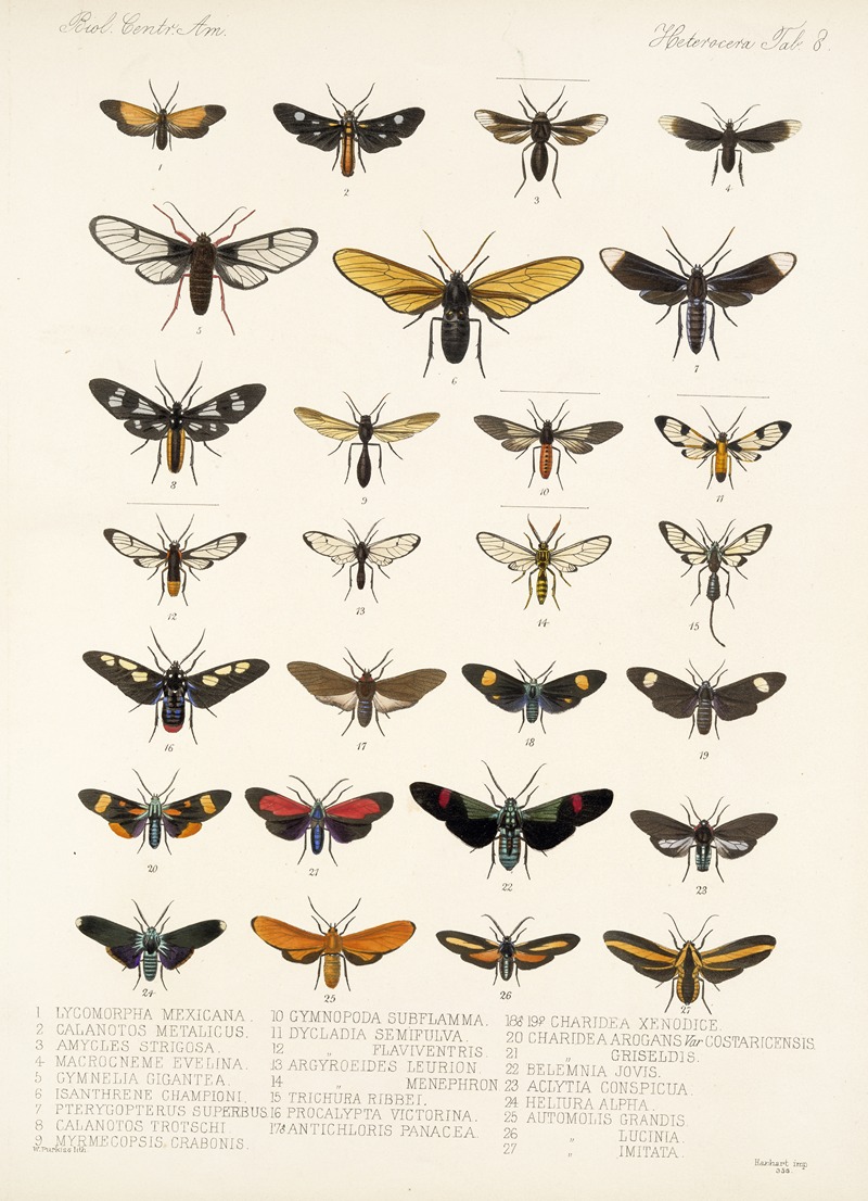 Frederick DuCane Godman - Insecta Lepidoptera-Heterocera Pl 008