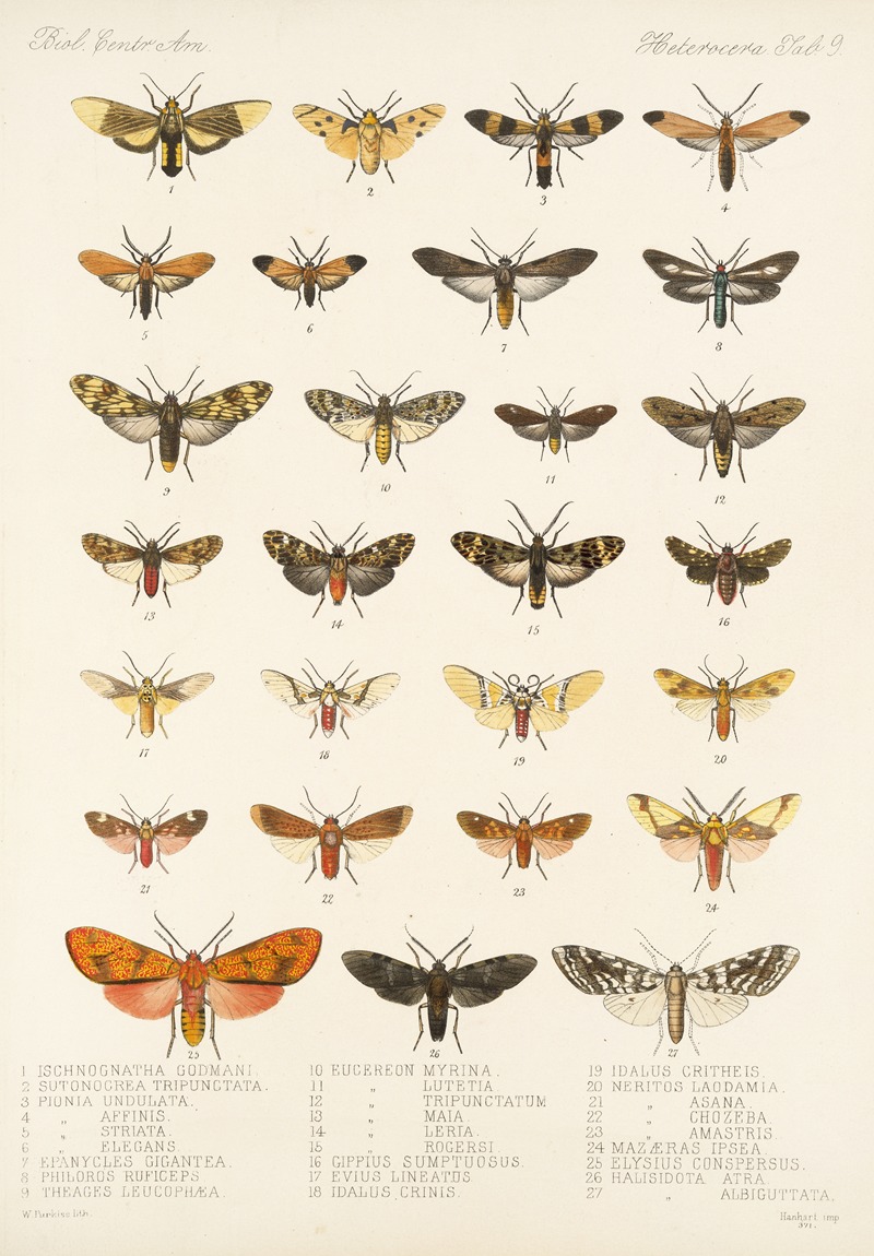 Frederick DuCane Godman - Insecta Lepidoptera-Heterocera Pl 009