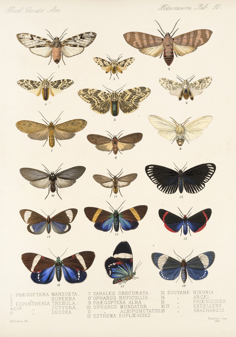 Frederick DuCane Godman - Insecta Lepidoptera-Heterocera Pl 010
