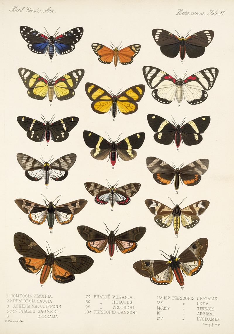 Frederick DuCane Godman - Insecta Lepidoptera-Heterocera Pl 011