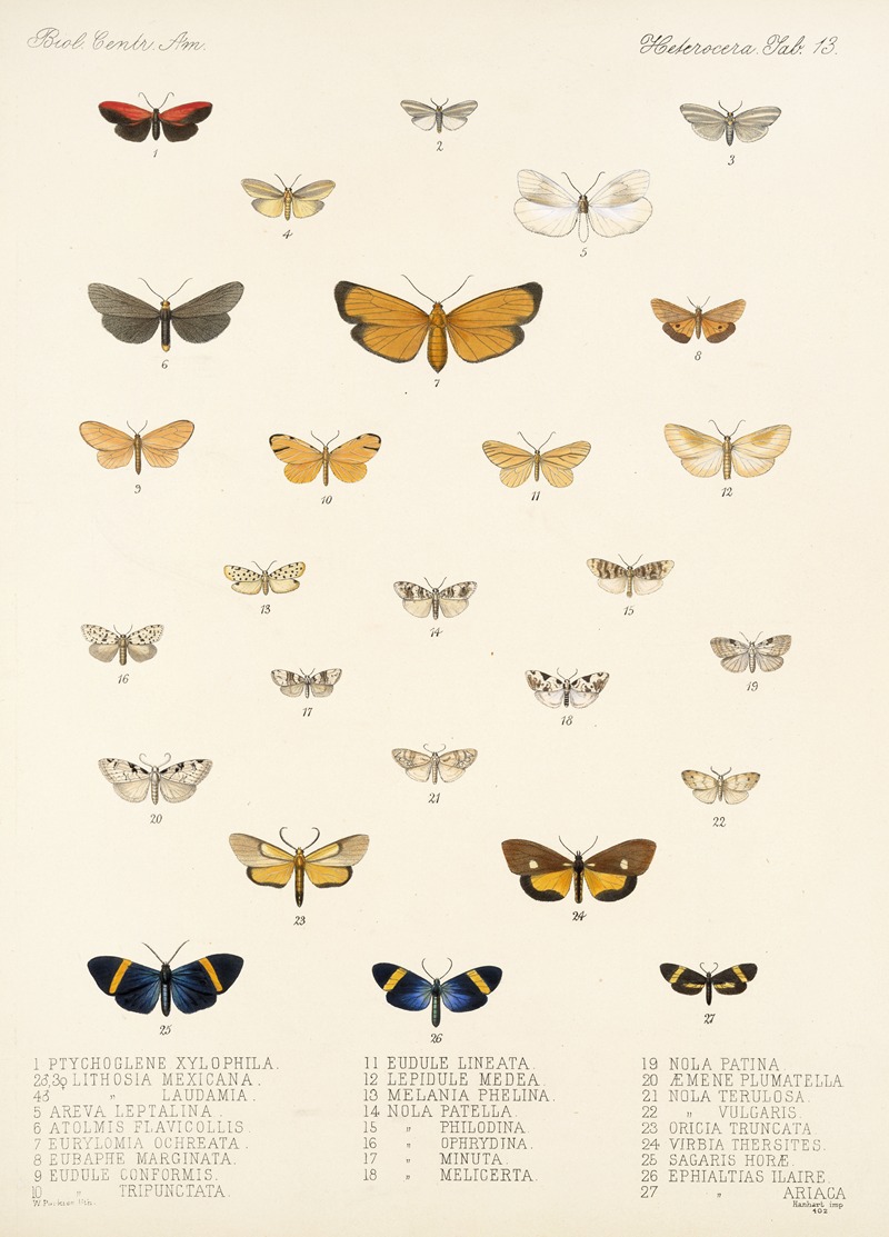 Frederick DuCane Godman - Insecta Lepidoptera-Heterocera Pl 013