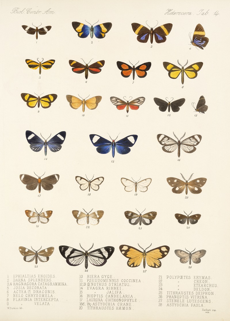 Frederick DuCane Godman - Insecta Lepidoptera-Heterocera Pl 014