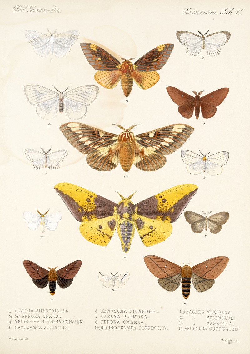Frederick DuCane Godman - Insecta Lepidoptera-Heterocera Pl 015