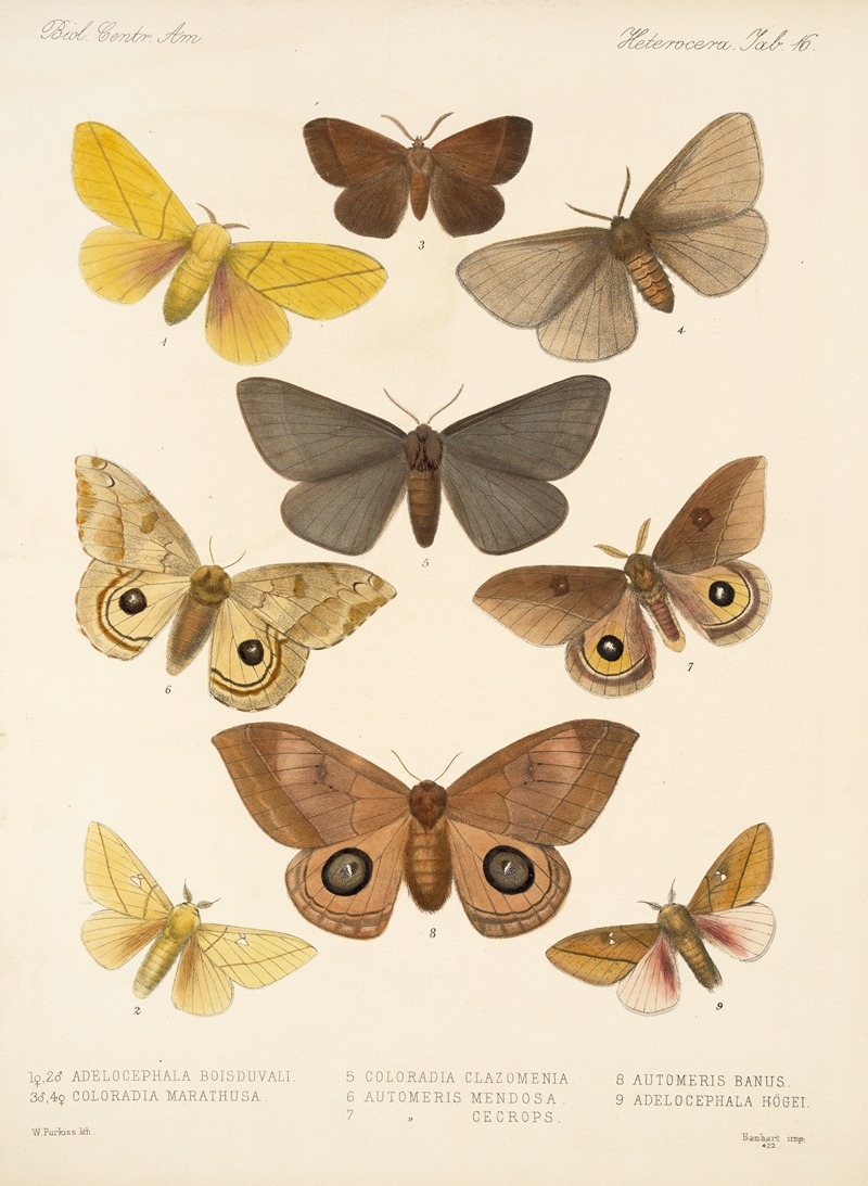 Frederick DuCane Godman - Insecta Lepidoptera-Heterocera Pl 016