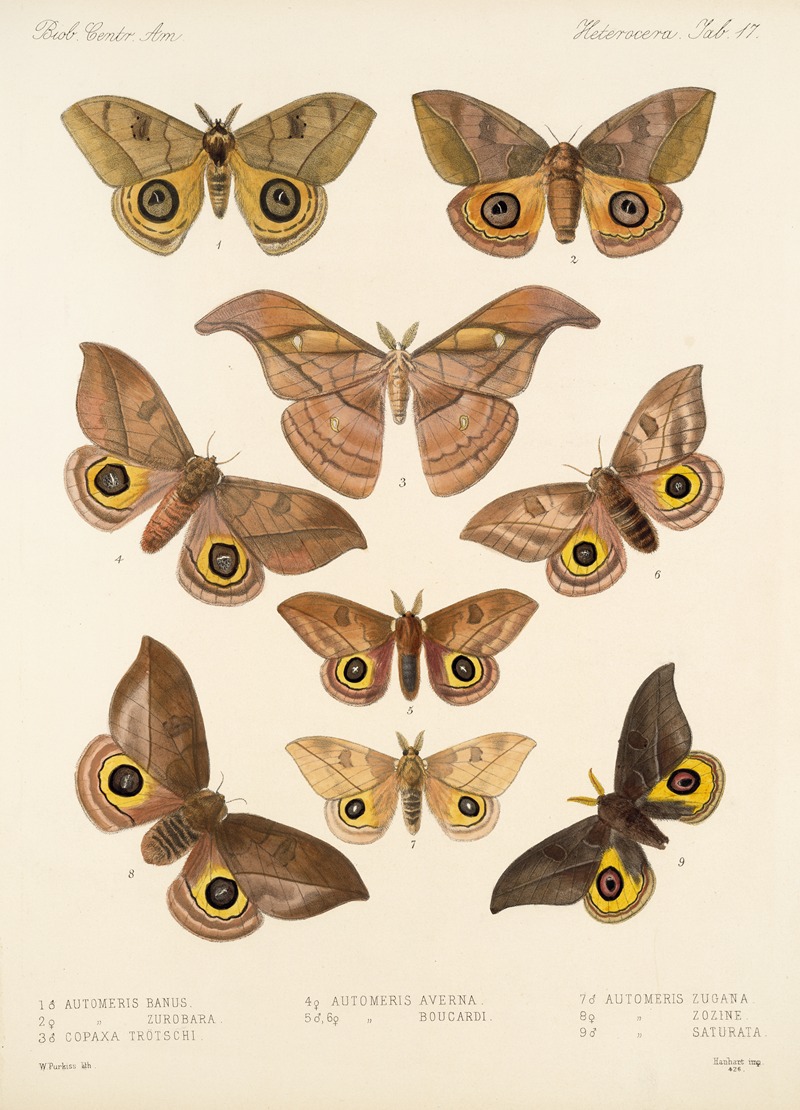 Frederick DuCane Godman - Insecta Lepidoptera-Heterocera Pl 017