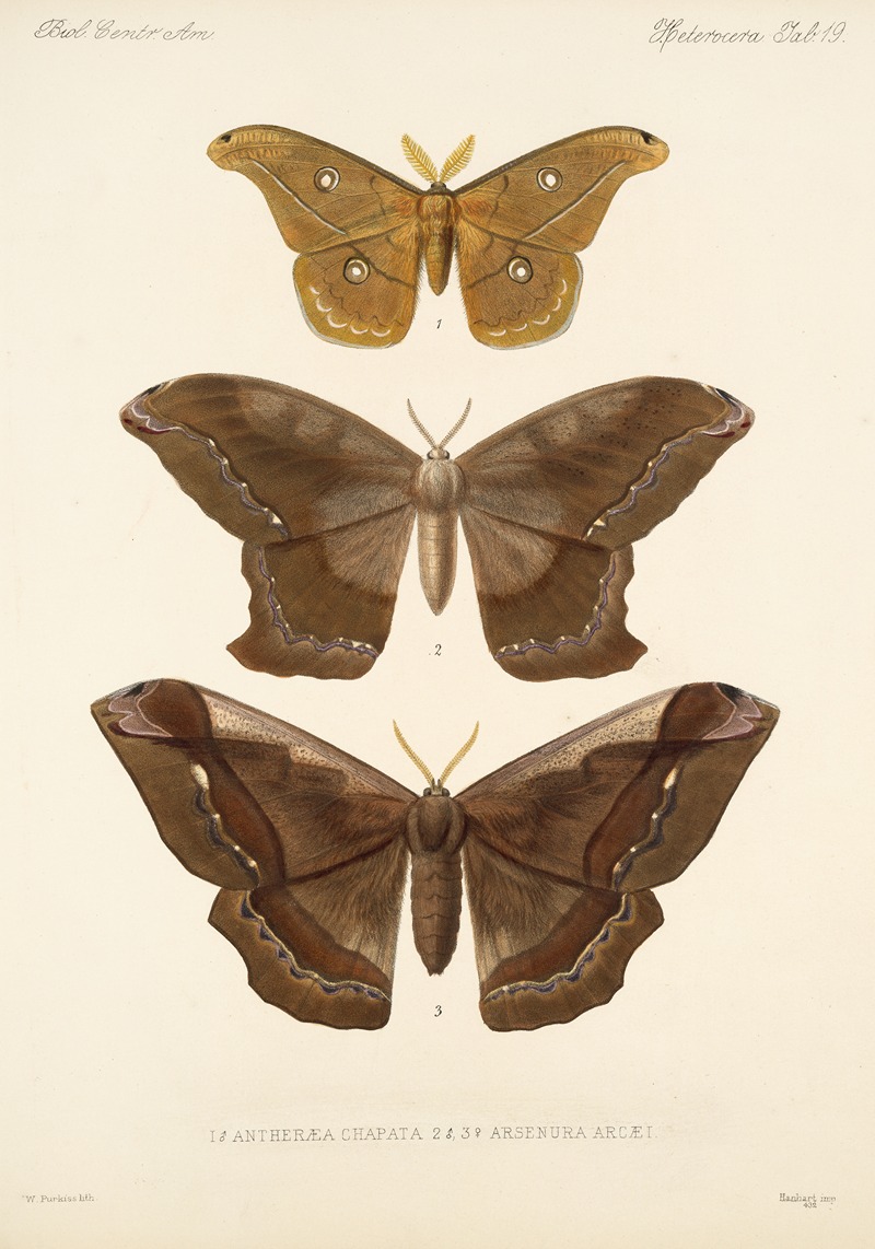 Frederick DuCane Godman - Insecta Lepidoptera-Heterocera Pl 019