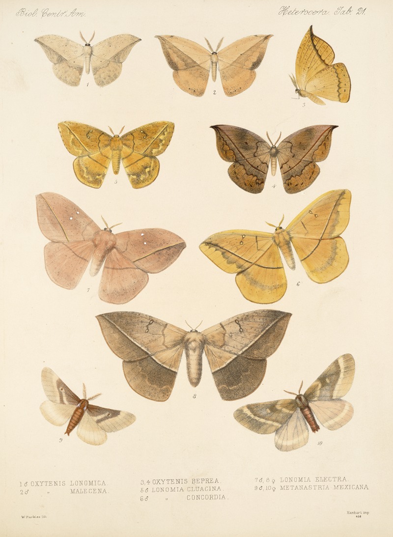 Frederick DuCane Godman - Insecta Lepidoptera-Heterocera Pl 021