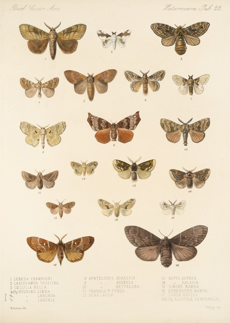 Frederick DuCane Godman - Insecta Lepidoptera-Heterocera Pl 022
