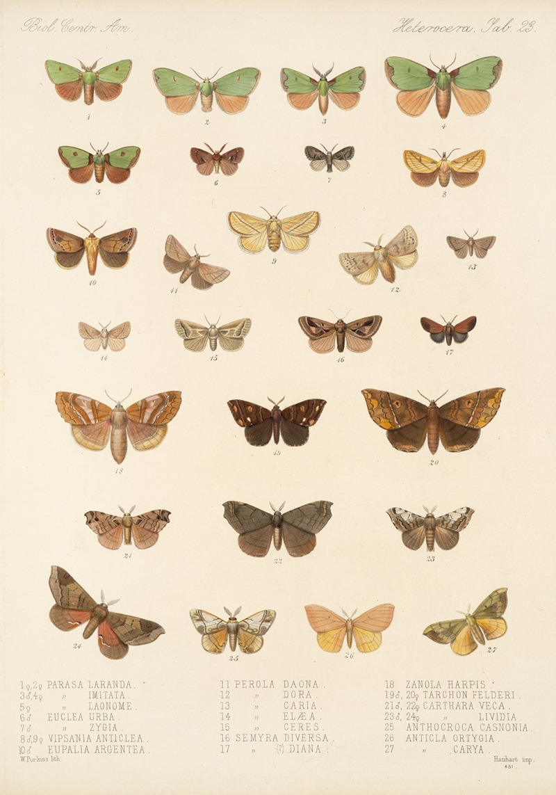 Frederick DuCane Godman - Insecta Lepidoptera-Heterocera Pl 023